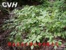 Siberian Ginseng P.E